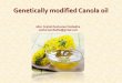 Genetically modified canola oil
