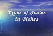 Types of Scales in Fishes