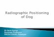 Rkvy radiographic positioning of dog