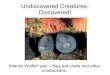 Underwater world undiscovered-creatures-discovered