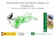 Reintroducción del Buitre Negro en Andalucía: Estudio de Viabilidad en Cádiz y Málaga