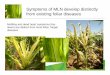 MLN Workshop:  Maize lethal necrosis symptoms scoring -- B Das