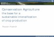 Conservation Agriculture the base for a sustainable intensification of crop production