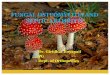 Fungal osteomylitis and septic arthritis