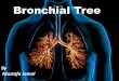 Bronchial tree