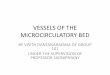 Anatomy of the Microcirculatory Bed