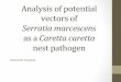Analysis of potential vectors of Serratia marcescens as a Caretta caretta nest pathogen