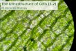 IB Biology 1.2 Slides: Ultrastructure of Cells
