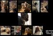 Pet Project w/ Profesional Photographer