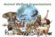 For theloveofwildlife animal welfare organisations