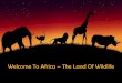 Welcome To Africa – The Land Of Wildlife