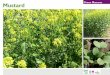 Mustard - Green Manures for School Gardens ~ United Kingdom