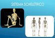 Sistema scheletrico (Alex)