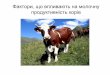 фактори, що впливають на молочну продуктивність корів
