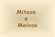 Mitose meiose