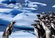 PRESIDENT  CHOISE       pinguins