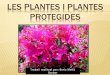 Les plantes i plantes protegides (modificat)