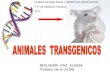 A nimales transgenicos curso bgm 2012