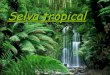 Selva tropical 2ºESO