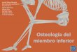 Osteologia del miembro inferior