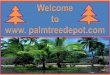 Palm Trees in South Carolina & North Carolina