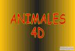 Animales 4 d-2045