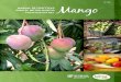 Manual de Prácticas para el mejor manejo Postcosecha del Mango