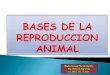 Bases de la reproducción animal