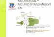 Neuronas y neurotransmisores tarea 9