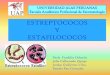 Estreptococos y Estafilococos UAP Tacna 2013 Estomatologia III