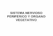Sistema nervioso periferico y organo vegetativo