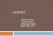 Larynx. first class
