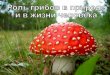 19 грибы в природе и жизни человека