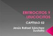 Eritrocitos y Leucocitos