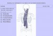 Dorsale spieren van rug en schoudergordel