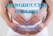 Reproducción humana y desarrollo embrionario