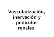 Riñón : vascularizacion, inervación y linfático