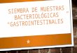 Siembra de muestras bacteriológicas