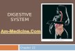 Anatomy & Physiology Lecture Notes - Digestive system