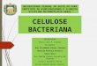 Produção de celulose bacteriana