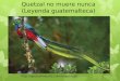 Quetzal no muere ppt