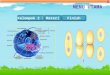 Pembelahan sel ( mitosis n meiosis )