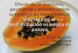 Deshidratacoin de papaya