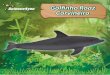 Ebook golfinho-roaz-corvineiro