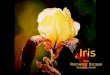 1 flo-iris flowers-romantic escape-guitar by armik 2