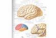 Imagenes de cerebro cerebelo y medula espinal