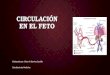 Circulación Placentaria en el feto