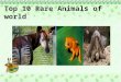 Top 10 rare animals of world