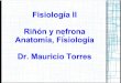 Fisiología 2 Riñón y Nefrona  Anatomia, funciones