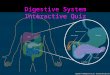 Digestive System interactive game